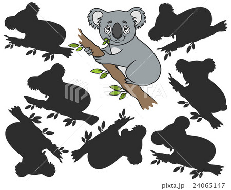 Cartoon Koala Vectorのイラスト素材