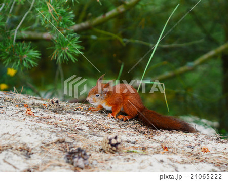 cunning look squirrel on natural forest backfround 24065222