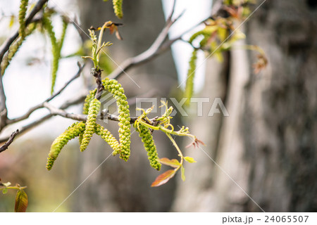 spring birch catkins on the branch with leaves spring birch catkins on the branch with leaves 24065507