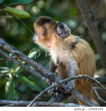 Female capuchin monkey with a baby on her back Female capuchin monkey with a baby on her back 24066193