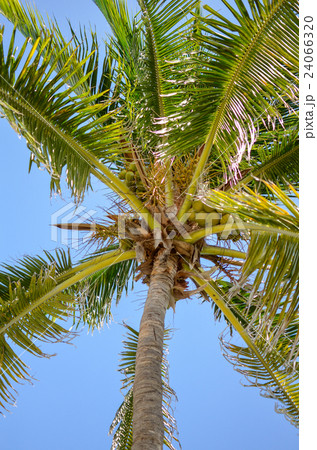 Palm tree at the tropical resort on sunny day Palm tree at the tropical resort on sunny day 24066320