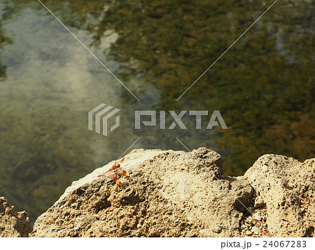 山梨県忍野村の忍野八海・銚子池という縁結びの池の護岸の石に留まるアカトンボ 24067283