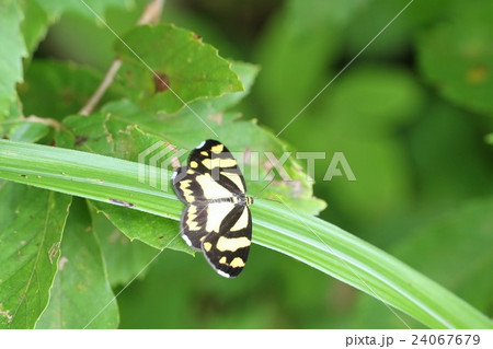 キンモンガ キンモンガ 24067679