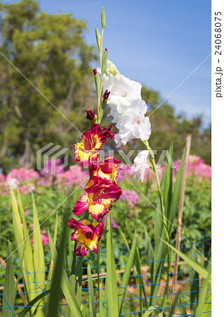 red and yellow gladiolus with white flower is back red and yellow gladiolus with white flower is back 24068075