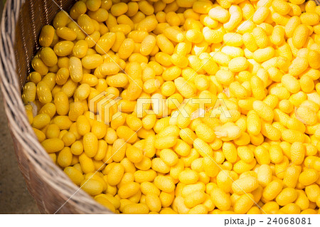 silkworm cocoon yellow in basket for textiles silkworm cocoon yellow in basket for textiles 24068081