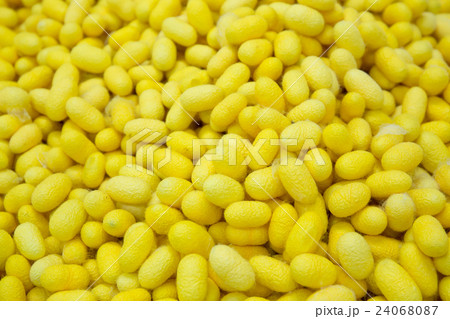 closeup silkworm cocoon yellow for textiles closeup silkworm cocoon yellow for textiles 24068087