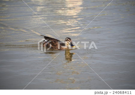 マガモ 24068411