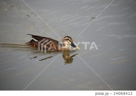 マガモ 24068412