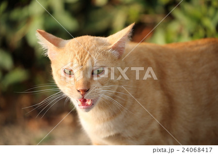 野良猫 野良猫 24068417