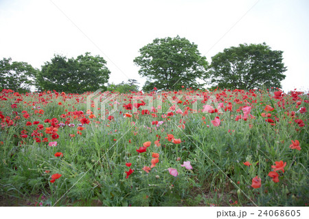 poppy / ポピー 24068605