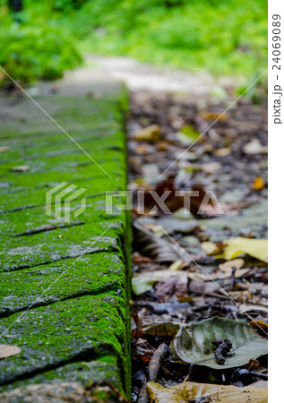 Mossy Foot Path Mossy Foot Path 24069089