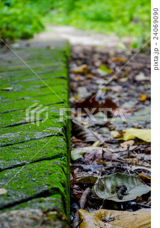 Mossy Foot Path 24069090