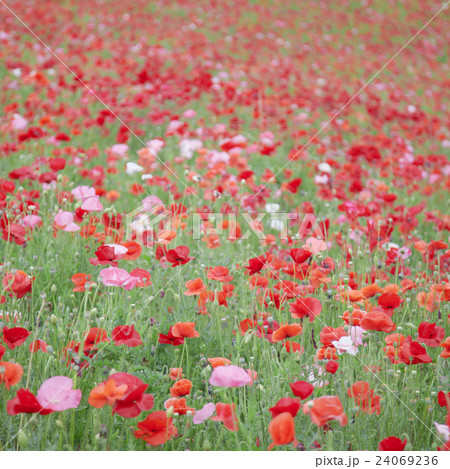 poppy / ポピー poppy / ポピー 24069236