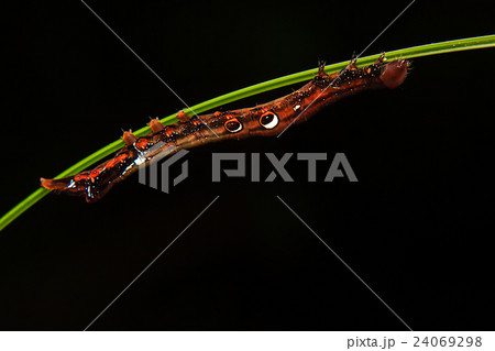 caterpillar worm on branch in the garden caterpillar worm on branch in the garden 24069298