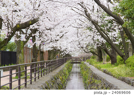 元住吉 中原平和公園の桜並木の写真素材