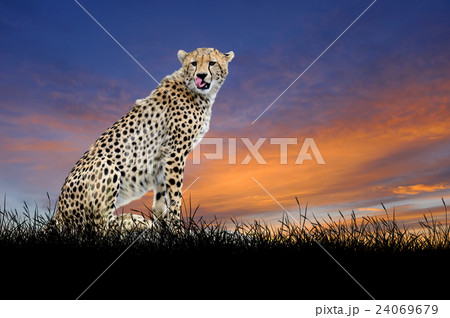 Cheetah on the background of sunset sky 24069679
