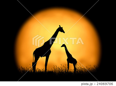 Silhouette giraffe on the background of sunset 24069706