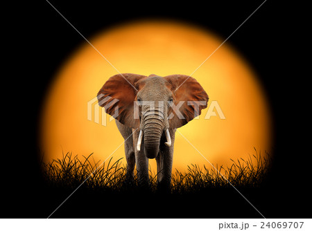 Elephant on the background of sunset 24069707
