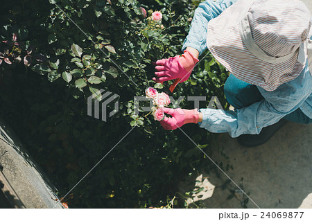 Japanese woman golfer , housewife 24069877
