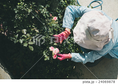 Japanese woman golfer , housewife Japanese woman golfer , housewife 24069878