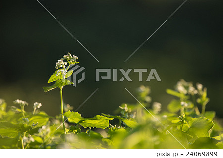 蕎麦の花 蕎麦の花 24069899