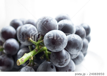 葡萄藤稔 24069950