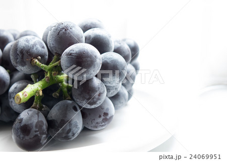 葡萄藤稔 24069951