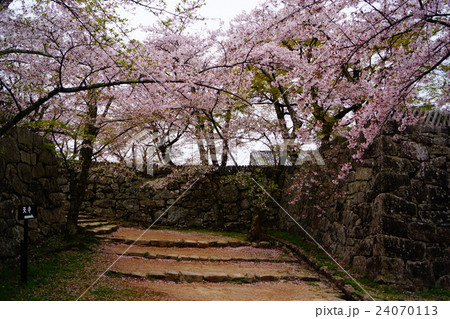 彦根城の桜 彦根城の桜 24070113