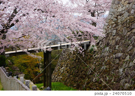 彦根城の桜 彦根城の桜 24070510