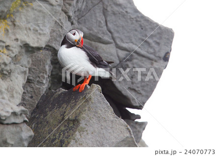 Colorful Puffin isolated in natural environment Colorful Puffin isolated in natural environment 24070773