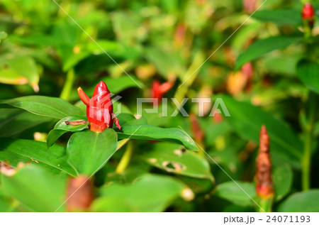 Songkhla head or ginger Costus speciosus Songkhla head or ginger Costus speciosus 24071193