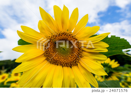 ひまわり ひまわり 24071576
