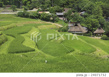 長谷の棚田 長谷の棚田 24071732