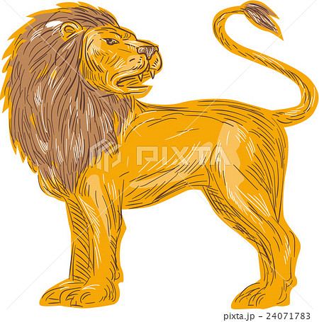 Angry Lion Big Cat Roaring Drawingのイラスト素材