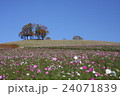 コスモスの丘 24071839