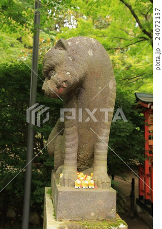 狛虎、多聞院、毘沙門堂、身代り虎 狛虎、多聞院、毘沙門堂、身代り虎 24072137