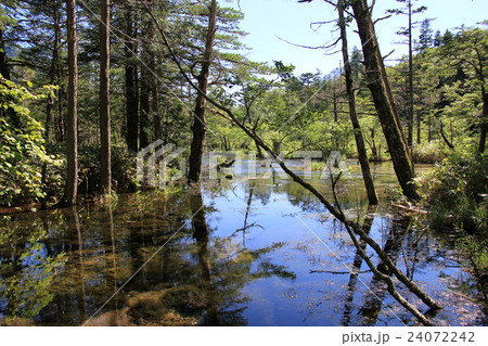 上高地-小川と木々 24072242