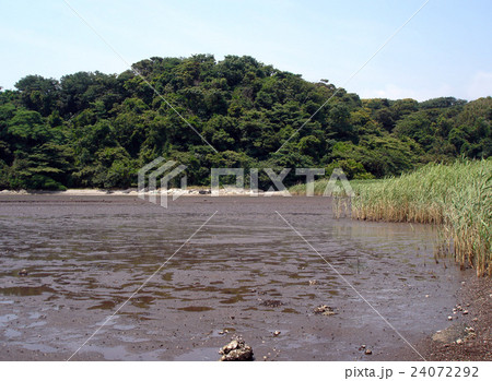 三浦半島の干潟 24072292