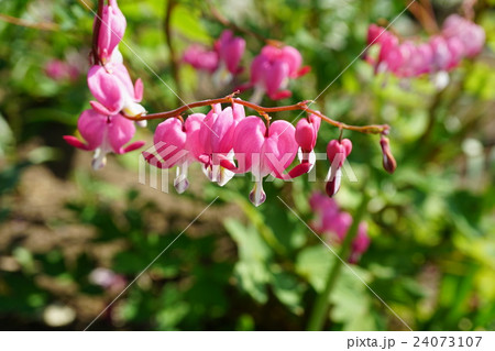 癒しの花 ケマンソウの写真素材