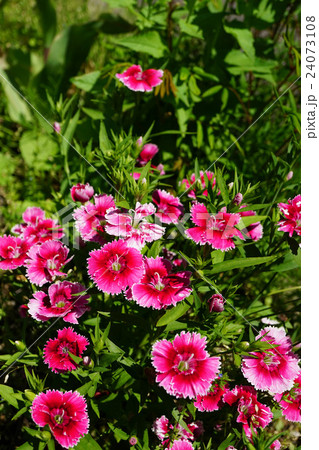 可憐なナデシコ　石竹 24073108