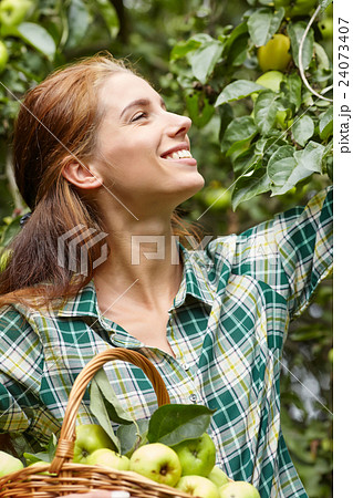 Woman with basket full of ripe apples Woman with basket full of ripe apples 24073407
