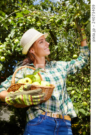 Woman with basket full of ripe apples Woman with basket full of ripe apples 24073409