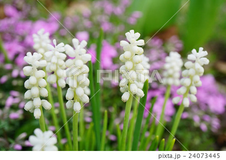 気品溢れる白色のムスカリ 気品溢れる白色のムスカリ 24073445