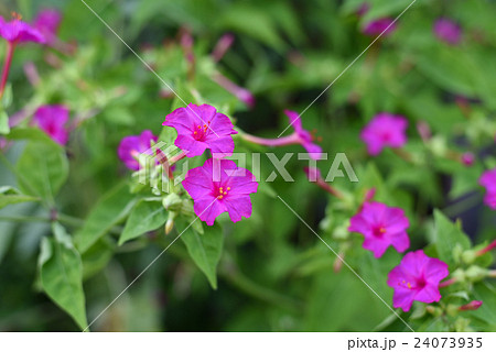 オシロイバナ 24073935