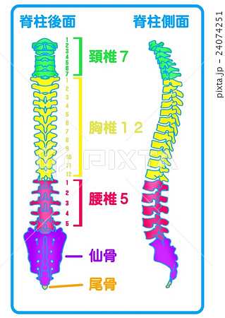 脊柱 後面 側面 のイラスト素材