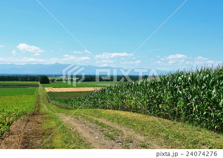 日高山脈に続くとうもろこし畑 24074276