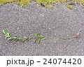 刈り取り後に残った茎から枝分かれして伸び続けるセイタカアワダチソウ 24074420
