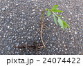 刈り取り後に残った茎から枝分かれして伸び続けるセイタカアワダチソウと長く伸びた根っこ01 24074422