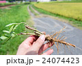 刈り取り後に残った茎から枝分かれして伸び続けるセイタカアワダチソウと長く伸びた根っこ02 24074423