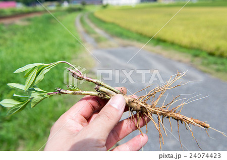 刈り取り後に残った茎から枝分かれして伸び続けるセイタカアワダチソウと長く伸びた根っこ02 24074423